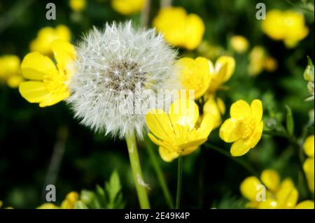 Weiße, flauschige Löwenzahn-Blume und gelbe Blüten von schleichenden Butterblumen Stockfoto