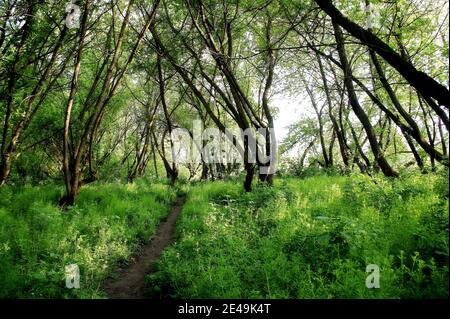 Wanderweg im Frühlingswald. Wanderweg. Radweg Stockfoto