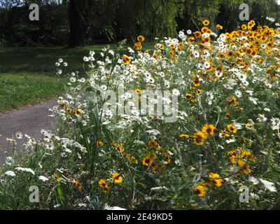 wildblumen gepflanzt, um Insekten in einem Straßenrand zu bestochen Stockfoto