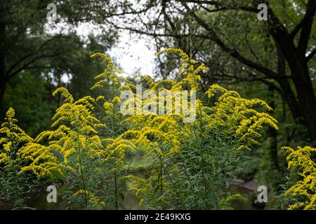 Die wilden Blüten von Solidago canadensis oder später Goldrute. Selektiver Fokus. State Blume der US-Bundesstaaten Kentucky und Nebraska Stockfoto