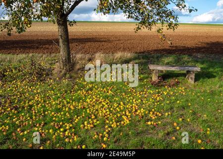 Apfelbaum im Herbst auf dem Saargau bei Merzig-Wellingen, Saarland, Deutschland Stockfoto