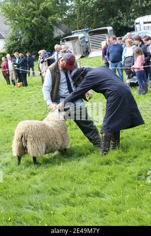 Straiton, Ayrshire, Schottland, Großbritannien 10. Juni 2017. Lokale landwirtschaftliche Show. Ein Richter inspiziert eines der Schafe Stockfoto