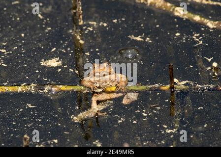 Großer Frosch im Wasser eines Sees Stockfoto