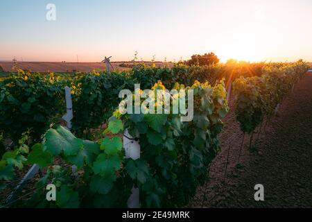 Sonnenuntergang in einem Weinberg in Südmähren, Tschechische Republik Stockfoto