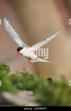 Arktischseeschwalbe fliegt über das Brutgebiet am Eiderdamm in Nordfriesland, Schleswig-Holstein, Deutschland Stockfoto