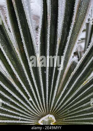 Vertikale Nahaufnahme von schneebedeckten Yucca-Pflanzen, die tagsüber aufgenommen wurden Stockfoto