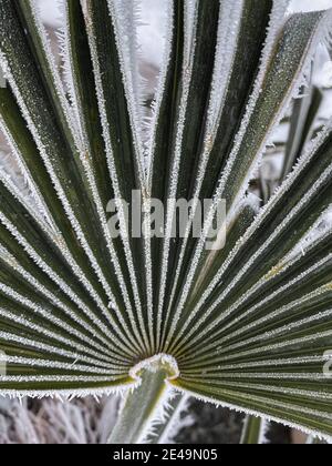 Vertikale Nahaufnahme von schneebedeckten Yucca-Pflanzen, die tagsüber aufgenommen wurden Stockfoto