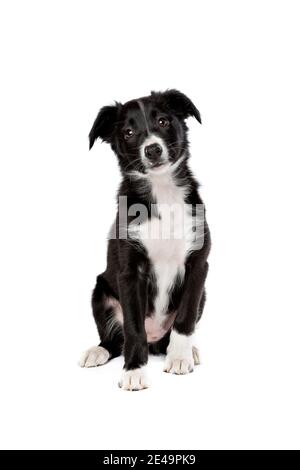Border-Collie Welpen Hund vor einem weißen Hintergrund Stockfoto