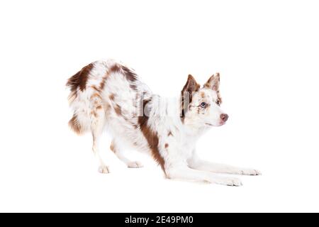 Roter Merle Border Collie Hund vor einem weißen Hintergrund Stockfoto