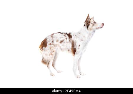 Roter Merle Border Collie Hund vor einem weißen Hintergrund Stockfoto