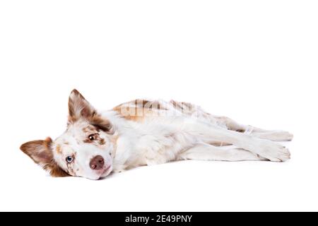 Roter Merle Border Collie Hund vor einem weißen Hintergrund Stockfoto