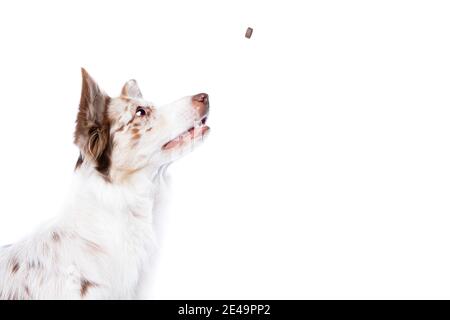 Roter Merle Border Collie Hund vor einem weißen Hintergrund Stockfoto
