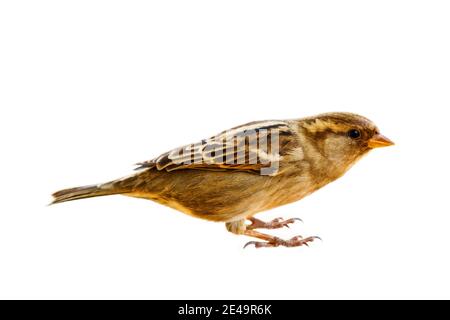 Porträt von Sparrow in Nahaufnahme, isoliert auf weißem Hintergrund. House Sparrow lebt seit dreitausend Jahren neben Menschen und lebt von anderen Stockfoto