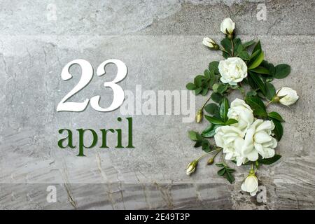 April. Tag 23 des Monats, Kalenderdatum. Stilvolle Rosen flach legen. Weiße Rosen umrandet auf pastellgrauem Hintergrund mit Kalenderdatum. Frühling Monat, Tag Stockfoto