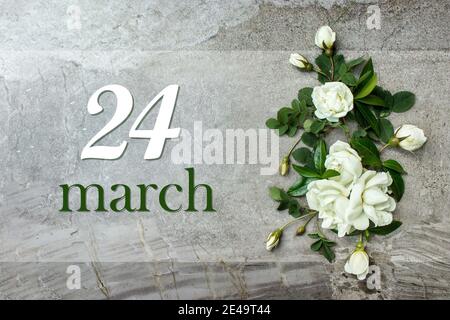 März. Tag 24 des Monats, Kalenderdatum. Stilvolle Rosen flach legen. Weiße Rosen umrandet auf pastellgrauem Hintergrund mit Kalenderdatum. Frühling Monat, Tag Stockfoto