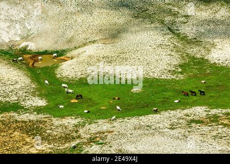 Pferde und Kühe grasen. Der Grund des Tals 'Femmina Morta', Maiella Nationalpark. Abruzzen, Italien, Europa Stockfoto