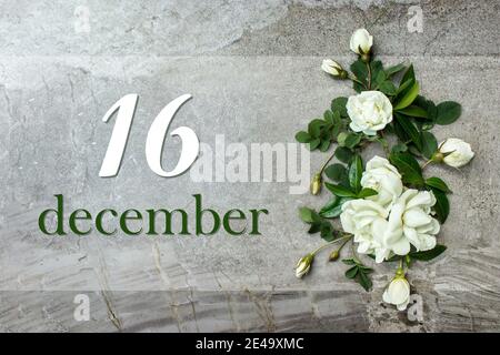 Dezember. Tag 16 des Monats, Kalenderdatum. Stilvolle Rosen flach legen. Weiße Rosen umrandet auf pastellgrauem Hintergrund mit Kalenderdatum. Wintermonat, Stockfoto