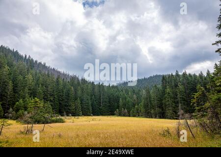 Herbstfarben Berglichtung mit Nadelwald, Pinien und Fichten, nebliges Wetter, wolkiger Himmel, düstere Herbstlandschaft. Stockfoto