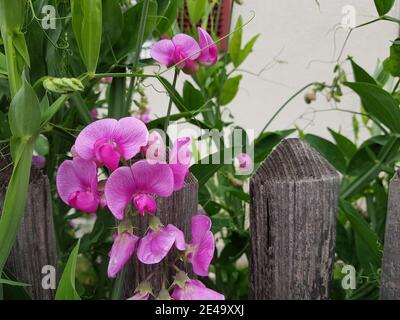 Rosa Erbse kriecht auf dem Holzzaun Stockfoto