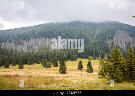 Herbstlandschaft der Waksmundzka Glade (Waksmundzka Polana) in der Tatra, Polen, mit Nadelwäldern, Kiefern und Fichten. Nebliges Wetter Stockfoto