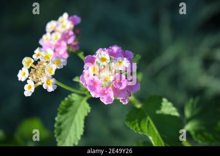 Rosa Lantana Blumen sind Arten von Verbena, auch bekannt als West-indische lantana, Gelber Salbei, spanische Flagge, Umbelanterna, es ist botanischen Namen ist Lantan Stockfoto