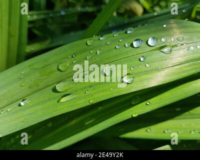 Wassertropfen auf einem grünen länglichen Blatt Stockfoto