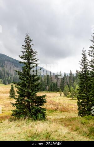 Pinien und Fichten auf Waksmundzka Glade (Waksmundzka Polana) in der Tatra, Polen. Nebliges Wetter mit Berggipfeln in den Wolken. Stockfoto