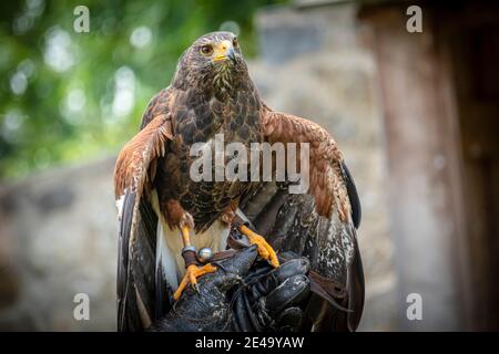 Birds Of prey Stockfoto