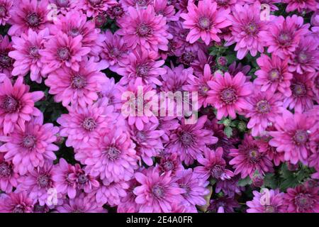 Lila Chrysantheme Blüten. Blumenbeet von lila Chrysanthemen, Hintergrund für Postkarte oder Kalender. Wandern im Park und genießen schönen Herbst Stockfoto