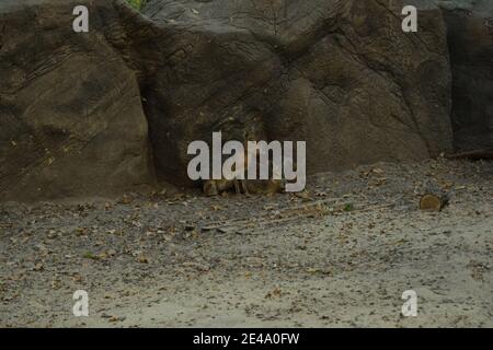 Patagonische mara (Dolichotis patagonum), auch bekannt als Patagonische Kavie. Wild Life Tier. Stockfoto