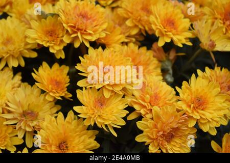 Ungewickelte Blüten von gelben Chrysanthemen. Gelbe Chrysanthemen im Park im Herbst Stockfoto