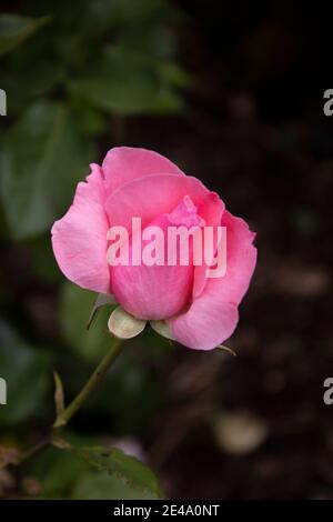 Rosa Rose blüht Stockfoto