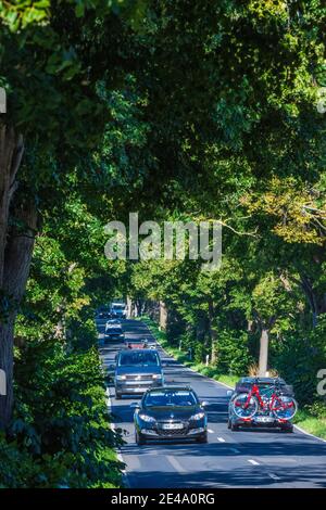 Putbus, Allee, Autos, Buchen, Teil der Deutschen Alleenstraße, Ostsee, Rügeninsel, Mecklenburg-Vorpommern / Mecklenburg-Vorpommern, Deutschland Stockfoto