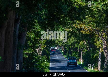 Putbus, Allee, Autos, Buchen, Teil der Deutschen Alleenstraße, Ostsee, Rügeninsel, Mecklenburg-Vorpommern / Mecklenburg-Vorpommern, Deutschland Stockfoto