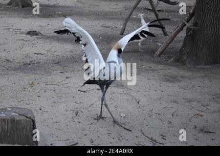 Der Grey Crownned Crane, Balearica regulorum steht bei Sonnenuntergang in sanftem Licht, Bokeh im Hintergrund Stockfoto