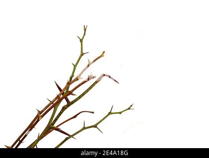 Baumzweig mit Dornen isoliert auf weißem Hintergrund, Schnittpfad Stockfoto