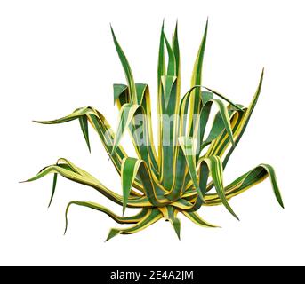 Grüne Agave vor einer Steinmauer vor blauem Himmel. Stockfoto