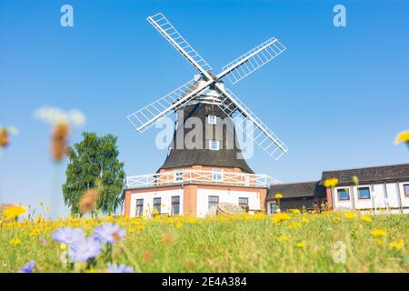 Klütz, Windmühle in Klütz, Ostsee, Mecklenburg-Vorpommern / Mecklenburg-Vorpommern, Deutschland Stockfoto