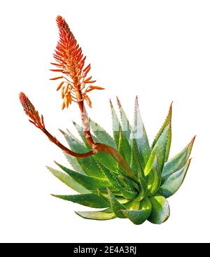 Aloe Vera Pflanze in Blüte isoliert auf weißem Hintergrund. Stockfoto