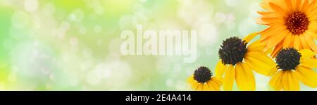 Sommerbanner mit Blumenmuster. Сalendula und rudbeckias vor hellgrünem Hintergrund, kopieren Raum. Blumencorollas aus nächster Nähe. Weiches Bokeh. Panorama im Querformat Stockfoto