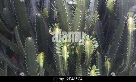 Grüner San Pedro Kaktus. Grüner Kaktus Nahaufnahme. Dornig schnell wachsende sechseckige Form Kakteen perfekt in der Nähe, São Paulo, Brasilien Stockfoto