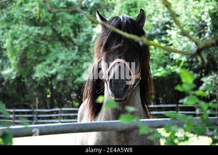 Nahaufnahme des polnischen primitiven Pferdes. Stockfoto