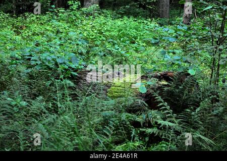 Stamm eines gefallenen Baumes im Urwald von Białowieża. Stockfoto