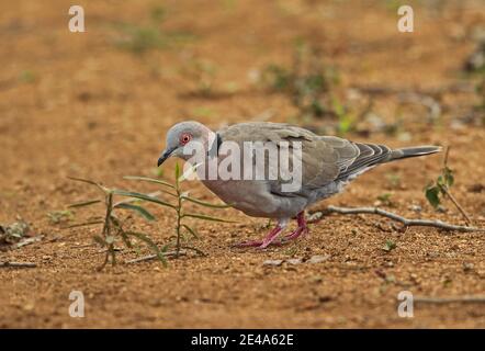 Afrikanische Trauertaube (Streptopelia decipiens ambigua), die am Boden Kruger NP, Südafrika, ernährt November Stockfoto