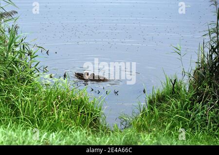 Ein Paar Enten auf Teichoberfläche. Stockfoto