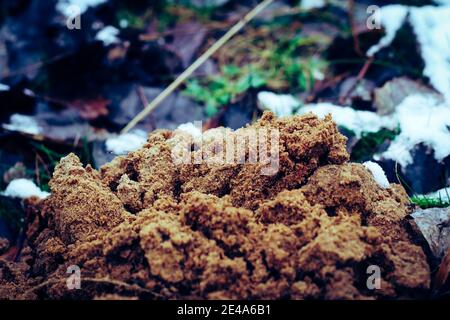 Frisch erhobener Maulwurfhügel aus Sand auf Wiese im Winter Stockfoto