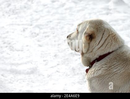 Porträt eines weißen zentralasiatischen Schäferhundes Alabai auf dem Schnee sitzen. Stockfoto