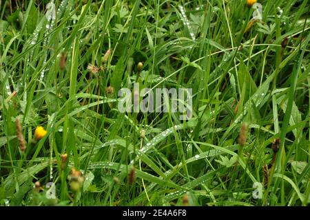Nahaufnahme von Grasblättern mit Wassertröpfchen bedeckt. Stockfoto