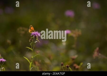 Gelber Schmetterling auf einer lilafarbenen Distelblume Stockfoto