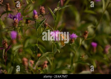 Gelber Schmetterling auf einer lilafarbenen Distelblume Stockfoto